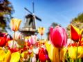 Titelbild für Liebliches Holland – Tulpenblüte