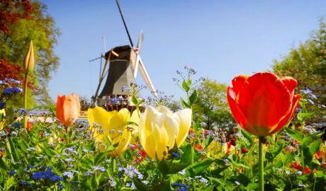 Liebliches Holland – <br />Tulpenblüte