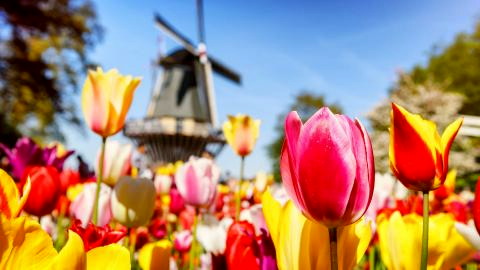 Titelbild für Liebliches Holland – 
Tulpenblüte